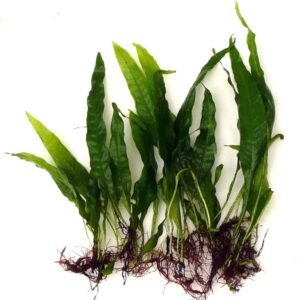 10 Java Fern Microsorium pteropus Live Aquarium Plants Aquatic Plants For Your Fish Tank