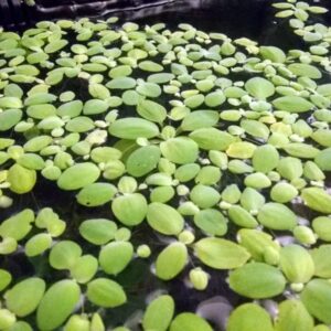 14x Dwarf Water Lettuce - Live Aquarium Floating Plant for Beginner