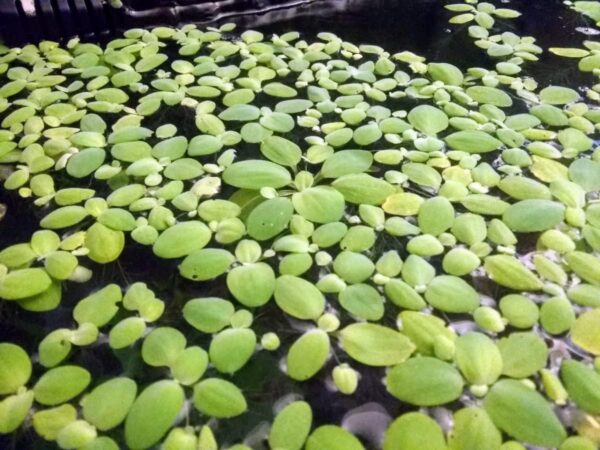 14x Dwarf Water Lettuce - Live Aquarium Floating Plant for Beginner