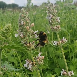 bee in field