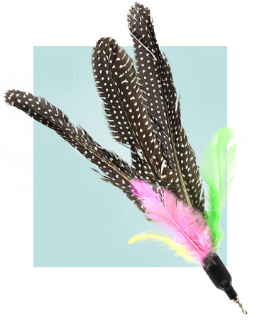 Cat Feather Toys