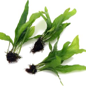 3X Java Fern Live Aquarium Plants Microsorum Pteropus 3 Stem Rhizome k2aqua