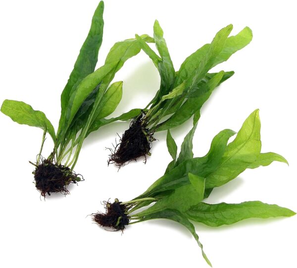 3X Java Fern Live Aquarium Plants Microsorum Pteropus 3 Stem Rhizome k2aqua