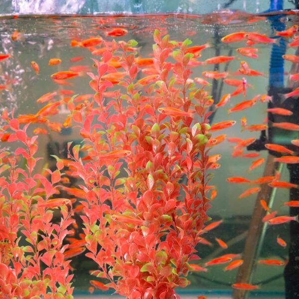 Saim Aquarium Artificial Plastic Plants Decor Fish Tank Ornament 16" Height Assorted Color - Image 6