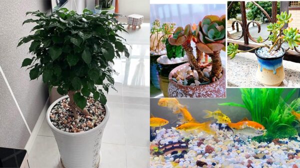 JeeMooTown 1.8kg(3.96lb) Colorful Decorative Stones for Plant Pots, 6-9mm Fish Tank Stones Aquarium Stones, Small Aquarium Substrate Gravel, Natural Color, Non-dyeing, Safe for Water, Fish and Plant - Image 7