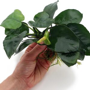 Anubias Barteri (Large) Live Aquarium Plants Aquascaping Fish Tank Plant k2aqua