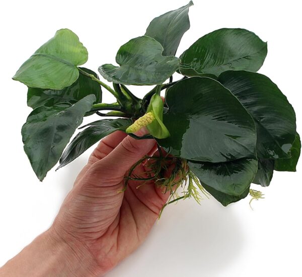 Anubias Barteri (Large) Live Aquarium Plants Aquascaping Fish Tank Plant k2aqua