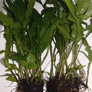 Aquarium Live Plants, Various Fish Tank"Living" Plant decoration (Java Fern Double)