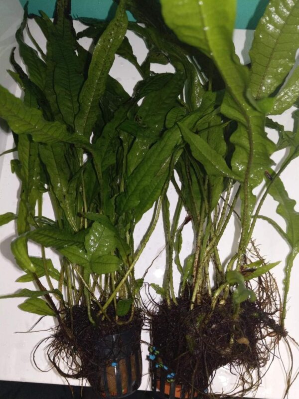 Aquarium Live Plants, Various Fish Tank"Living" Plant decoration (Java Fern Double)