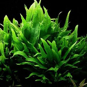 Biotope Aquatics Ltd - Bunch Java Fern - Live Aquarium Fish Tank Plant - Microsorium pteropus