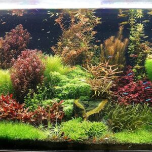 Biotope Aquatics Ltd - Live Aquarium Plants - Collection of Aquatic Plants for Your Fish Tank (25 Plant Pack)