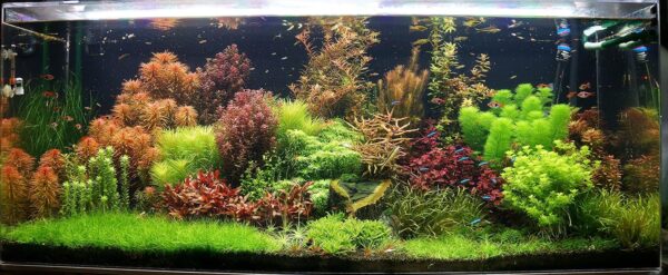 Biotope Aquatics Ltd - Live Aquarium Plants - Collection of Aquatic Plants for Your Fish Tank (25 Plant Pack)