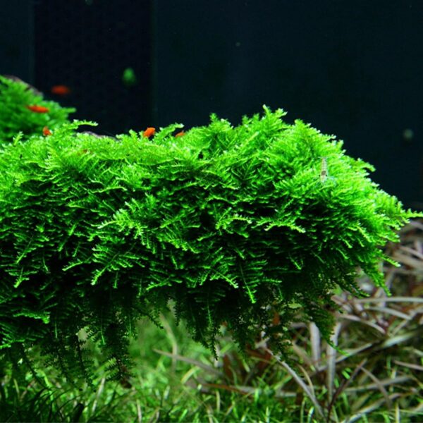 DK Aquatics VESICULARIA LIVE AQUARIUM CHRISTMAS JAVA MOSS 10g-100g (10g)