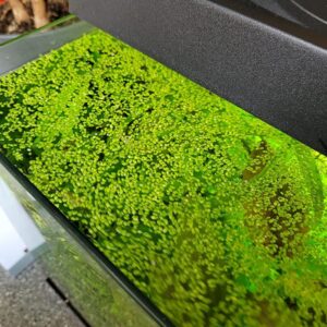 Duckweed Floating Live Plant for Aquarium Garden Pond Duck Weed