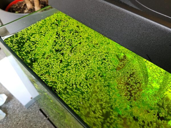 Duckweed Floating Live Plant for Aquarium Garden Pond Duck Weed