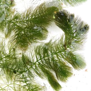 Hornwort Fast Growing Aquarium Plant 8X Live Floating Plants