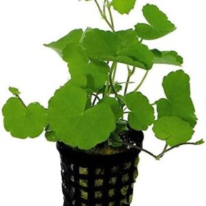 Hydrocotyle leucocephala (Brazilian Pennywort) - 1 Bunch - Live Aquarium Plant