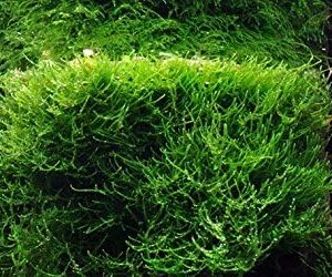 Java moss - Vesicularia dubyana - live aquarium plant