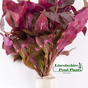 Lincolnshire Pond Plants Ltd Alternanthera cardinalis - Tropical aquarium plants - Oxygenating plant …