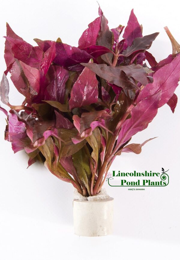 Lincolnshire Pond Plants Ltd Alternanthera cardinalis - Tropical aquarium plants - Oxygenating plant …