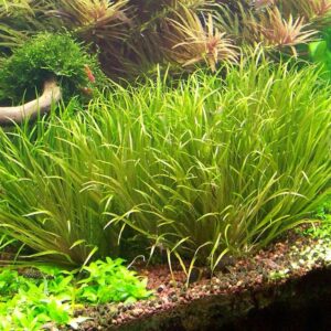 Lincolnshire Pond Plants Ltd Blyxa Japonica - Live Aquarium Plants …