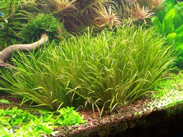 Lincolnshire Pond Plants Ltd Blyxa Japonica - Live Aquarium Plants …