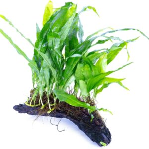 Lincolnshire Pond Plants Ltd Bogwood, Rocks and PadsTropical Live Aquarium Plants (Small Java Fern On Bogwood)