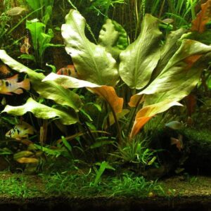 Lincolnshire Pond Plants Ltd Cryptocoryne Blassii - Live Aquarium Plants