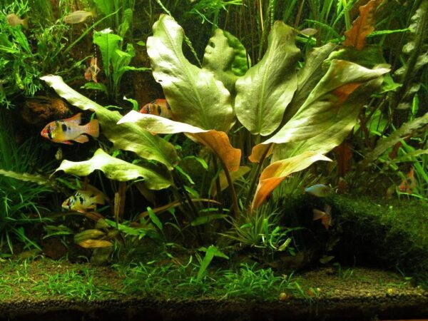 Lincolnshire Pond Plants Ltd Cryptocoryne Blassii - Live Aquarium Plants