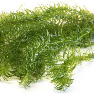 Lincolnshire Pond Plants Ltd Egeria Najas - Live Aquarium Plants - Aquarium, fish tank, live plants for aquascaping, mosses, fern, tropical aquatic plants.