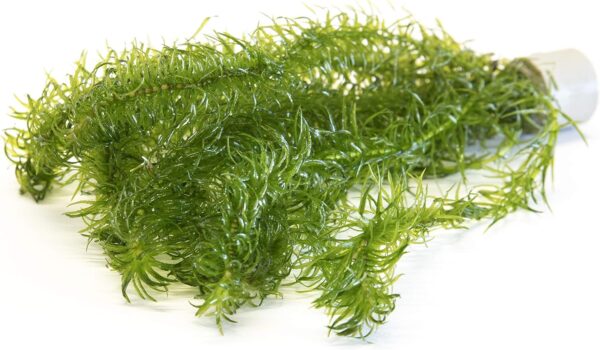 Lincolnshire Pond Plants Ltd Egeria Najas - Live Aquarium Plants - Aquarium, fish tank, live plants for aquascaping, mosses, fern, tropical aquatic plants.