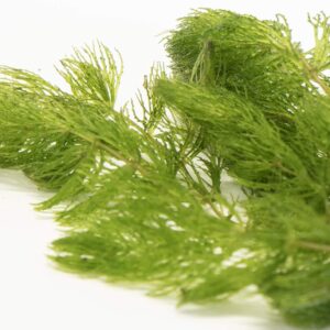 Lincspplants 8X Live Floating Plants Hornwort fast growing aquarium plant