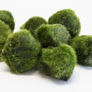 PondPlantsUK Lincspplant Mixed Tropical Live Aquarium Plants (5 Moss Balls)