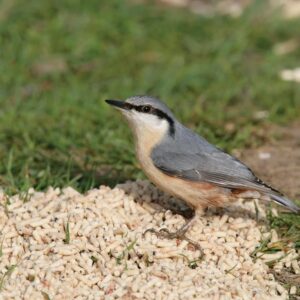 RSPB High Energy Suet Sprinkles 1.5kg for Wild Garden Birds