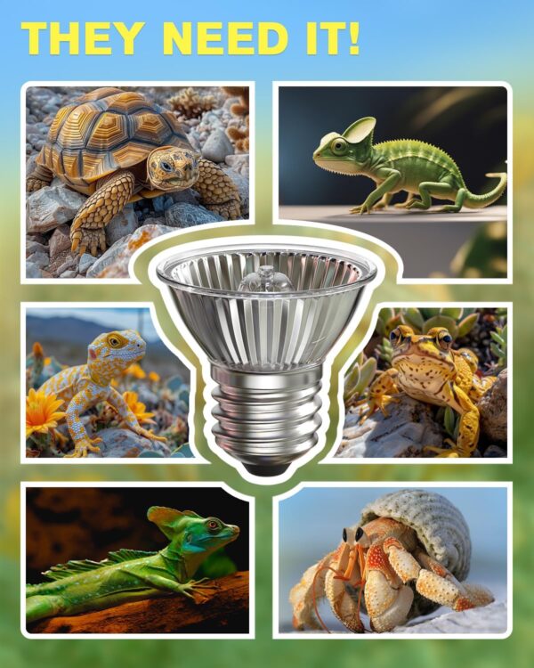 Aurahome 75W Heat Lamp Bulb for Reptiles,E27 UVA UVB Reptile Light Bulb,Dimmable Basking Light Bulb,2700K Warm White Tortoise Heat Lamp Bulb for Lizard,Snake,Bearded Dragon and Amphibians-2 Pack - Image 6