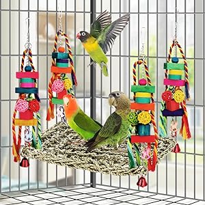 bird toys