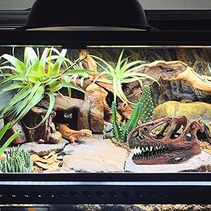 Transform Your Tank into a Prehistoric Paradise!