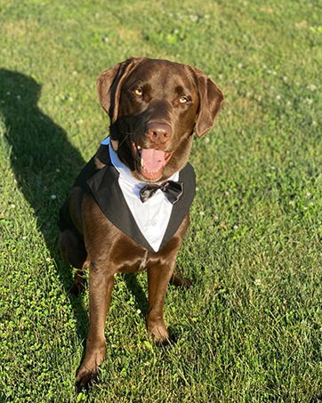 dog tuxedo