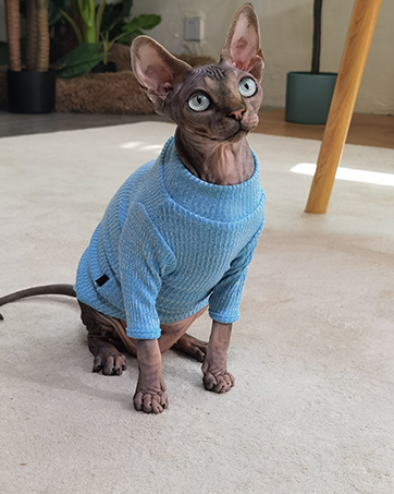 cat clothes